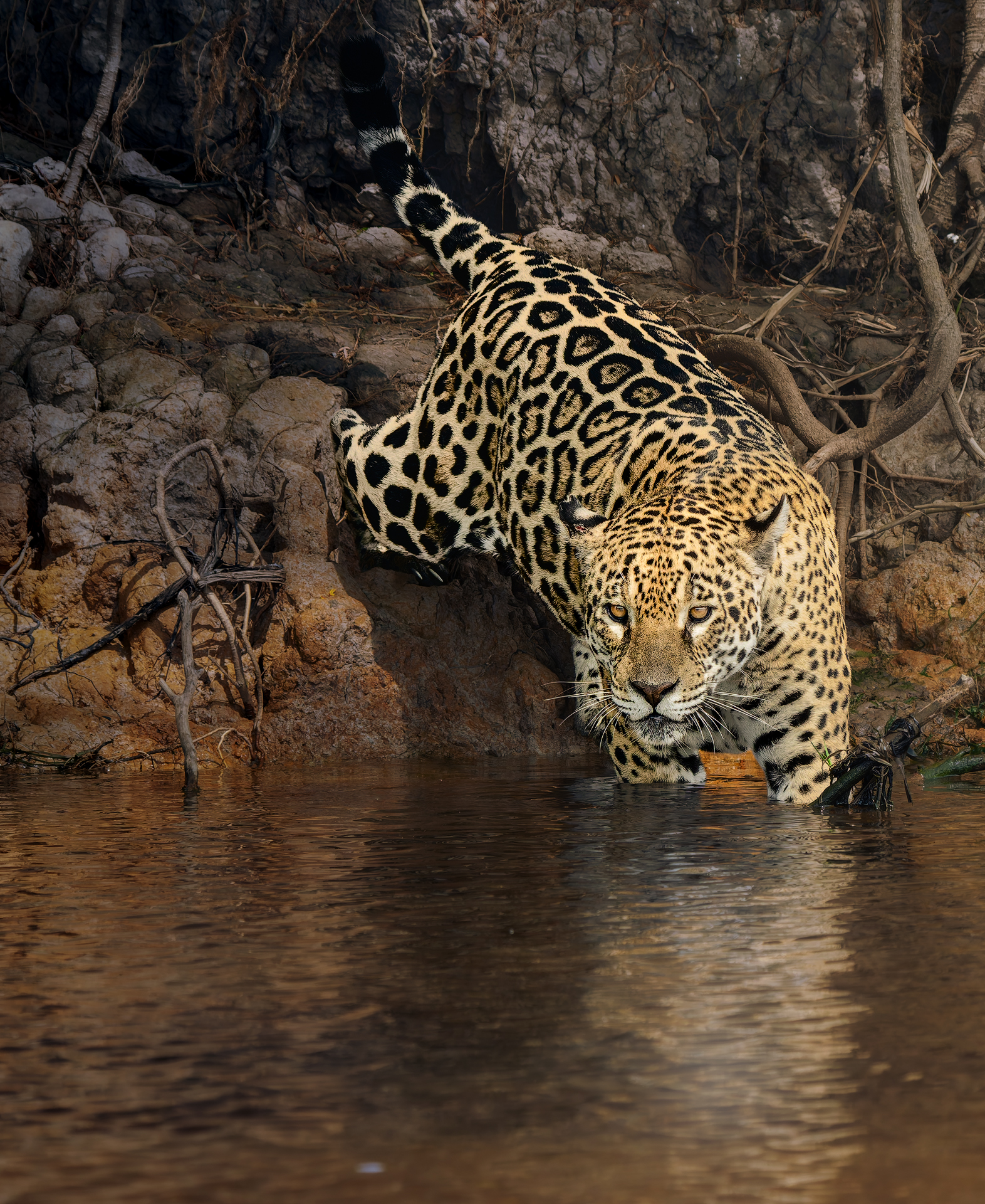 1st PrizeOpen Nature In Class 3 By Robin Harrison For Testing The Waters JAN-2026.jpg